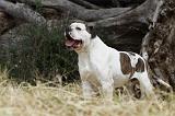 BOULEDOGUE AMERICAIN 088